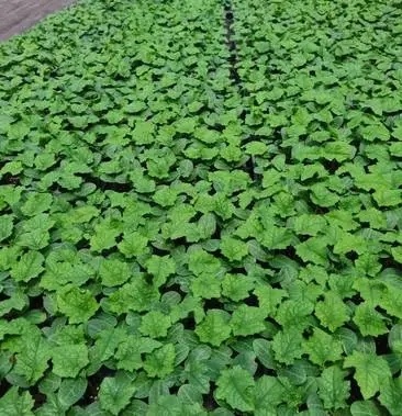 丰顺县毛瓜苗 节瓜苗 直播瓜苗 嫁接瓜苗