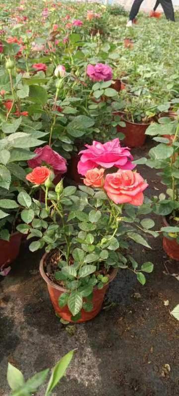昆明盆栽玫瑰花苗花卉果汁阳台带花苞室内外四季观花植物大花月季