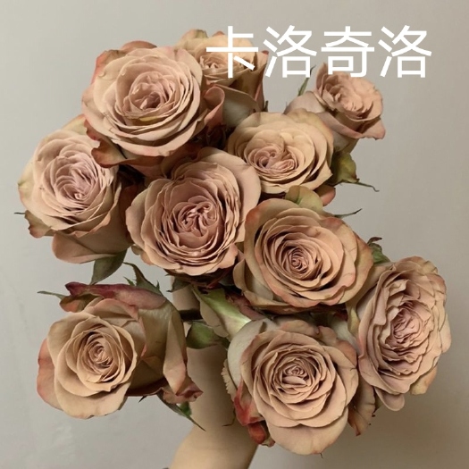 昆明卡布奇洛四季开花灌木切花月季肯尼亚玫瑰 果汁阳台浓香型
