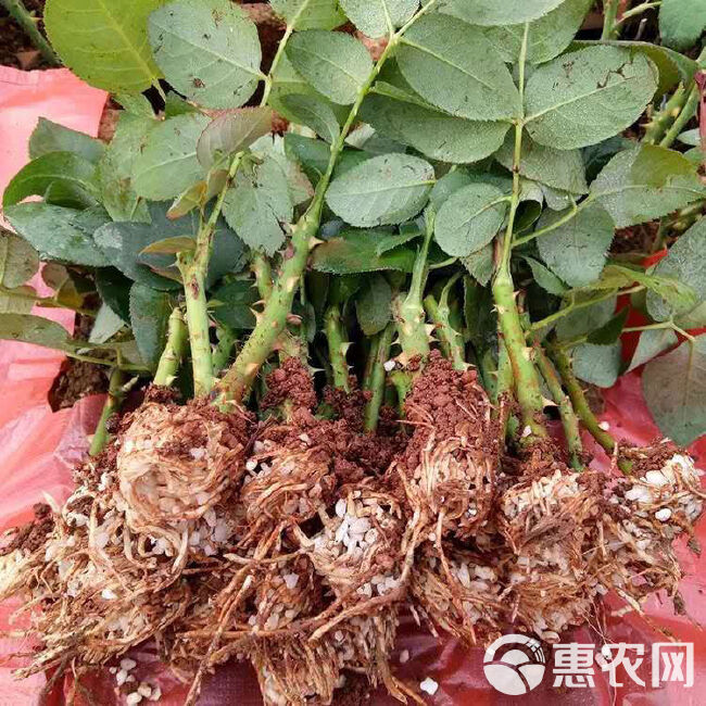 新品曼塔 重奶油肯尼亚玫瑰大花苗喜阳抗病植物月季庭院