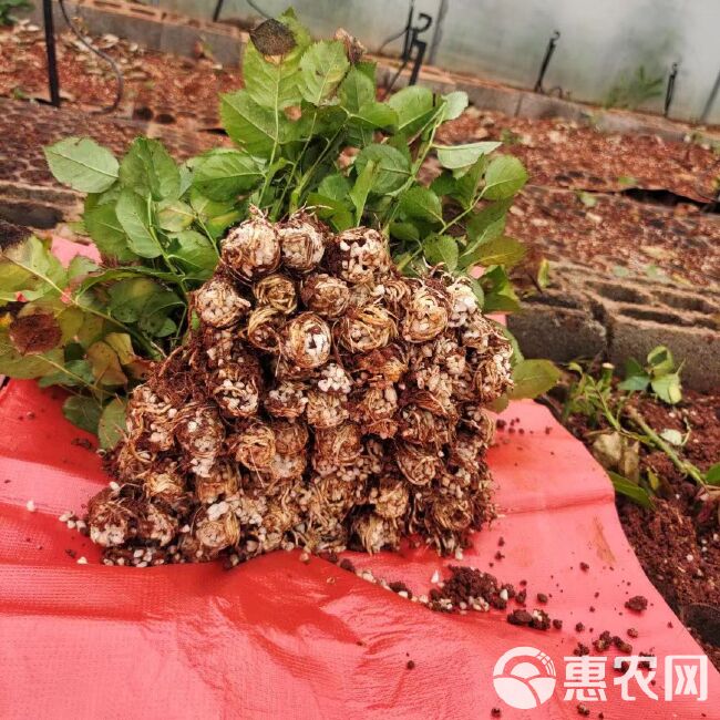 新品曼塔 重奶油肯尼亚玫瑰大花苗喜阳抗病植物月季庭院