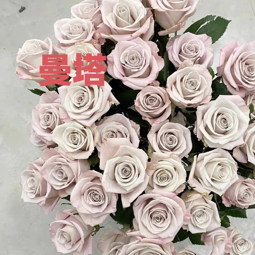 昆明新品曼塔 重奶油肯尼亚玫瑰大花苗喜阳抗病植物月季庭院