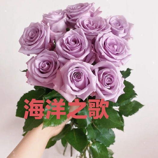 昆明海洋之歌月季小苗紫色玫瑰花苗花卉绿植四季室内盆栽地栽植物