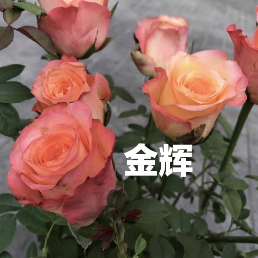 《金辉》复色大花切花月季苗阳台庭院花卉盆栽观花植