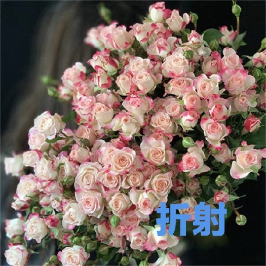 昆明折射泡泡月季扦插花苗特大花玫瑰花苗盆栽四季开花