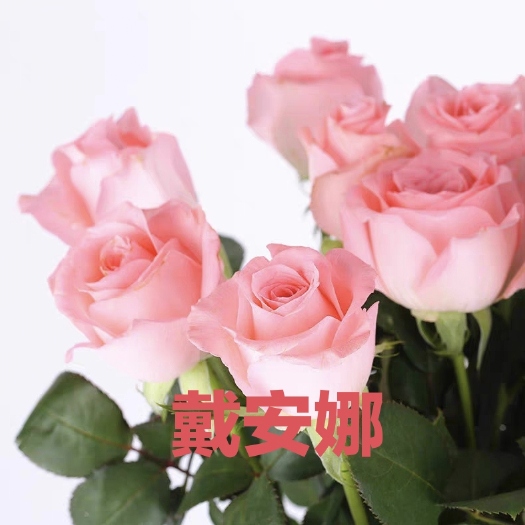 昆明【戴安娜】玫瑰花苗粉色花大花浓香月季室内阳台多季开花盆栽