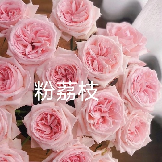 昆明粉荔枝 月季小苗 荔枝果香味花苗切花月季多季节开花