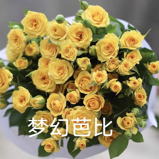 昆明【梦幻芭比】庭院盆栽黄色多头月季四季开花勤花阳台花卉钻石玫瑰
