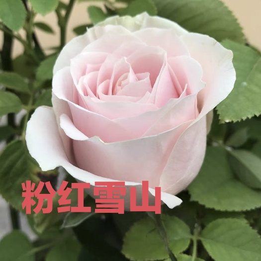 昆明【粉红雪山】切花月季苗阳台庭院花卉盆栽观花小苗