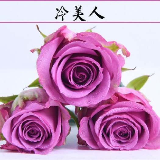 昆明【冷美人】经典切花大花月季玫瑰花苗 阳台庭院盆栽地栽植物
