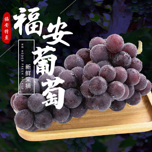 福安市福安象环巨峰葡萄批发