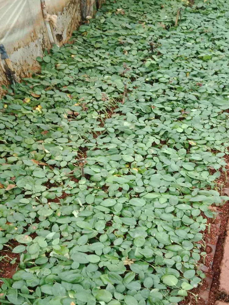 【粉红雪山】切花月季苗阳台庭院花卉盆栽观花小苗