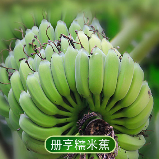 贵州册亨糯米蕉5斤香蕉现摘西贡蕉特产小米蕉初荷农庄果园的水果