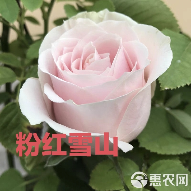 【粉红雪山】切花月季苗阳台庭院花卉盆栽观花小苗