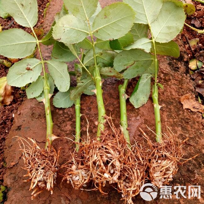 【粉红雪山】切花月季苗阳台庭院花卉盆栽观花小苗