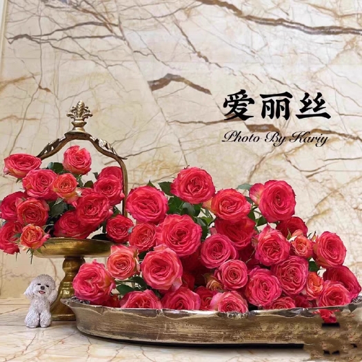 爱丽丝 月季小苗（Alice）肯尼亚新品多头切花好养玫瑰
