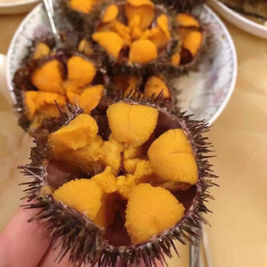 大连大连旅顺夏夷马胆