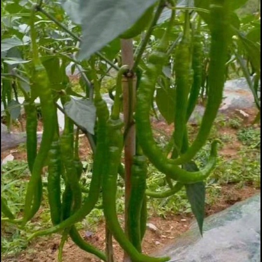大量出货二荆条，青、红皆有