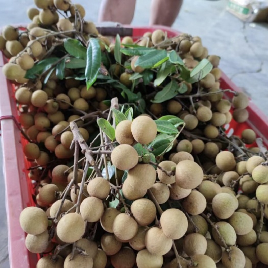 廉江市原汁原味产地直发，有需要的欢迎来合作