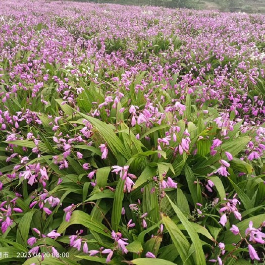 桃源县白芨鲜货，紫花