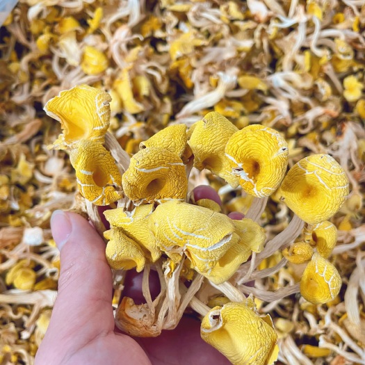 龙泉市【推荐】黄金菇榆黄蘑鸡油菇2023新烘干，一手货源，产地直发