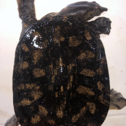 揭阳黑花甲鱼。黄花甲鱼。生态黑花甲鱼。