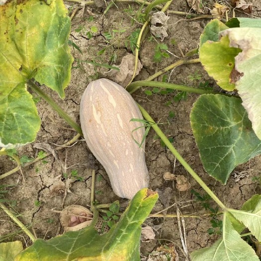 贺州蜜本南瓜