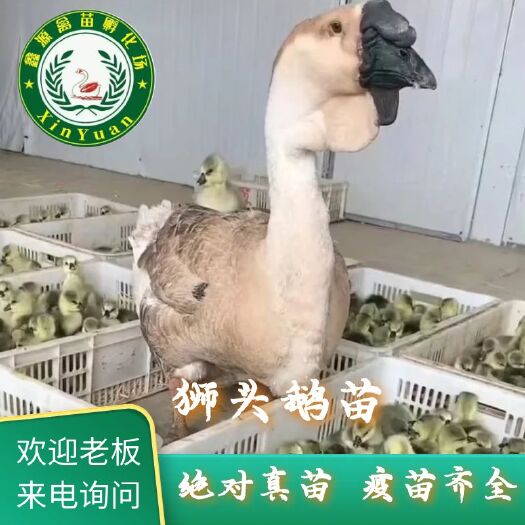 狮头鹅苗 大量有货 一手货源