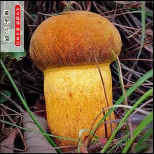 祥云县云南野生菌【大山深处】野生黄牛肝菌 鲜菌/干货