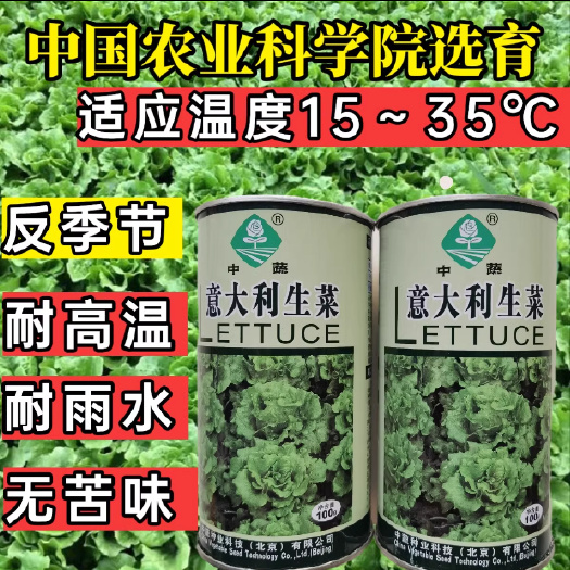 中蔬意大利生菜种子，反季节种，耐高温耐寒，耐雨水，无苦味
