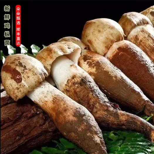 祥云县云南野生菌【大山深处】鸡枞菌鲜菌/干货