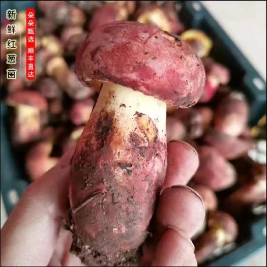 祥云县云南野生菌【大山深处】红葱菌 鲜菌/干货