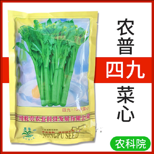 广州农普黄叶四九菜心种子，菜心种子，耐热，耐湿，耐病，丰产型