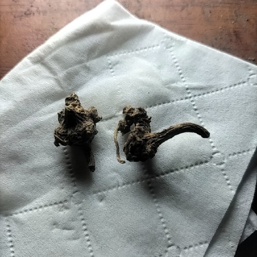 珠子参  纽子七