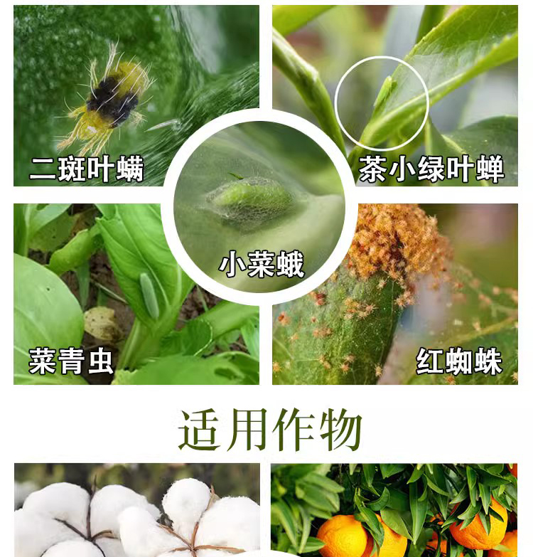 25%丁醚脲丁醚尿拓管茶小绿叶蝉茶尺蠖茶树茶叶专用杀虫剂农药