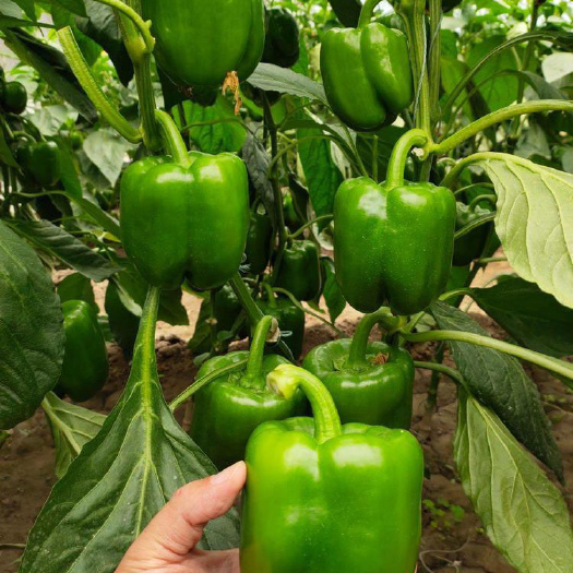 丰顺县新鲜方椒苗 菜椒苗 圆椒苗 彩椒苗 基地带土秧苗直供