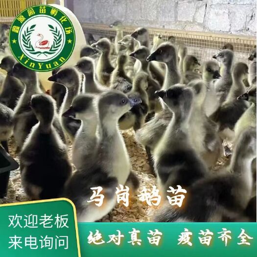 南宁马岗鹅苗品质保证纯正有老板需要的请联系我