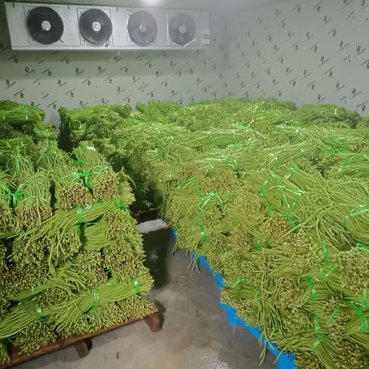 修水县长豆角