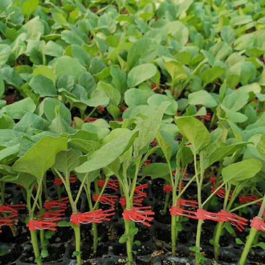 丰顺县优质茄子秧苗 长茄苗 圆茄苗 烧烤茄苗 种苗基地直供
