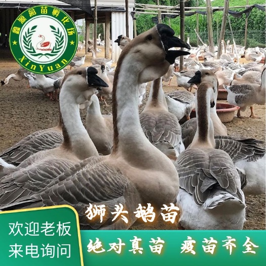 南宁狮头鹅苗