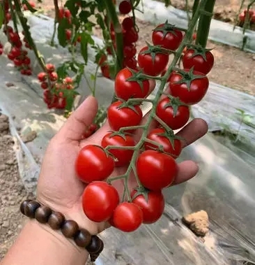 丰顺县圣女果嫁接苗 千禧小番茄苗 抗病性强甜度高 基地直供