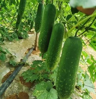 丰顺县新鲜毛瓜苗 节瓜苗 直播/嫁接瓜苗 育苗基地直供