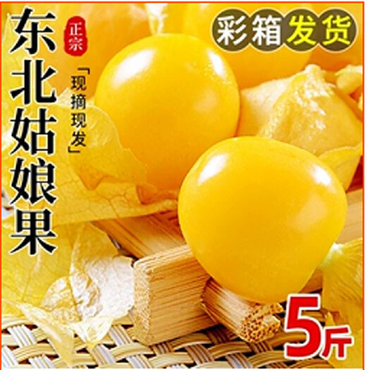 东北姑娘果特产水果新鲜当季整箱灯笼果黄菇娘洋姑娘果大果甜菇凉