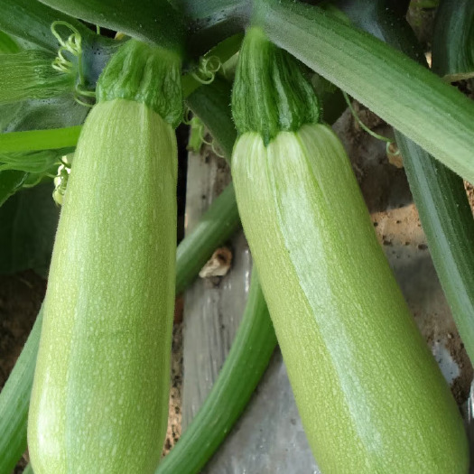 丰顺县西葫芦苗品种绿油亮西葫芦苗种苗基地直发