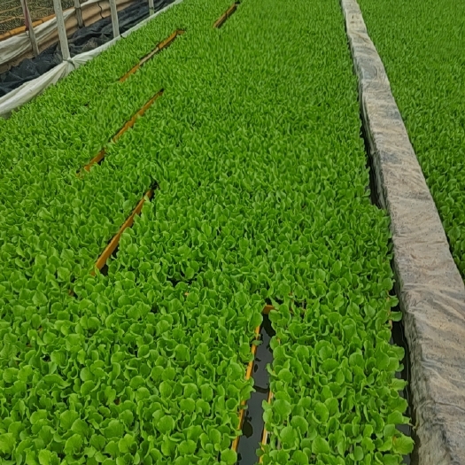 嵩明县意大利生菜苗