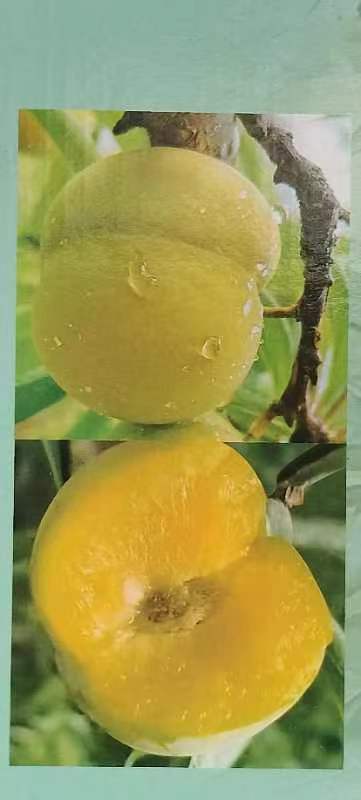 黎平县蜂糖李