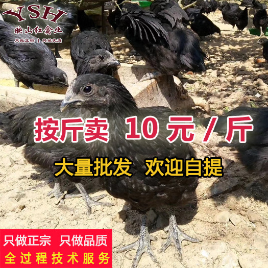 重庆市山地乌骨鸡，快大黑乌骨鸡，五黑绿壳蛋鸡半大鸡，青年鸡，脱温鸡