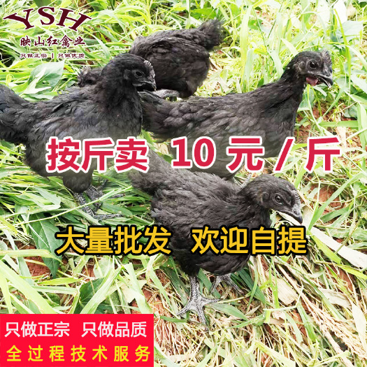 重庆市五黑绿壳蛋鸡，山地乌骨鸡，快大黑乌骨鸡，青年鸡，脱温鸡