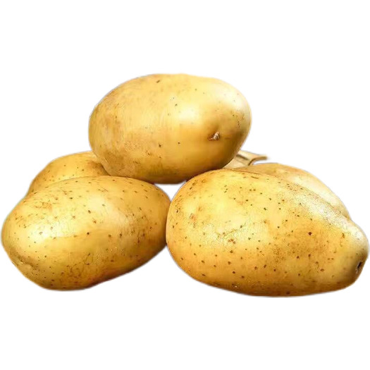 红河县土豆