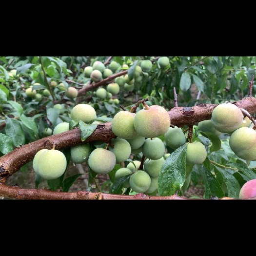 屏山县四川脱骨茵红李子需要的直接电，壹扒七八肆壹叁贰七贰壹同步
